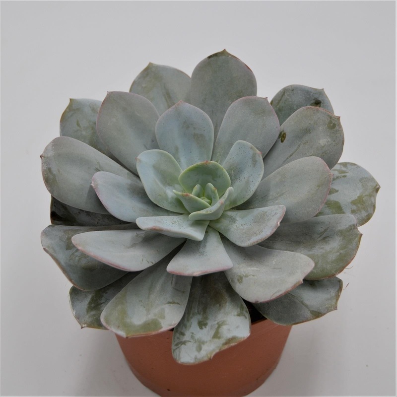 Echeveria Gila – 15cm