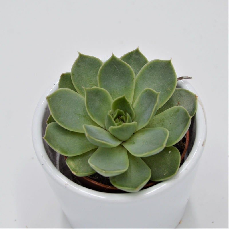 Echeveria hyalina green – 5.5cm