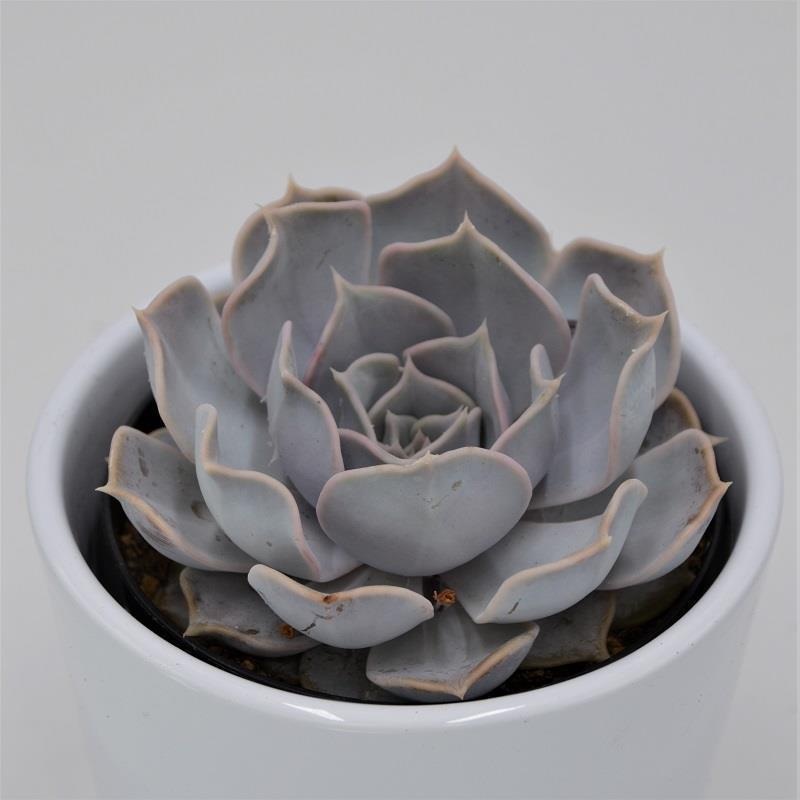Echeveria lilacina – 9cm