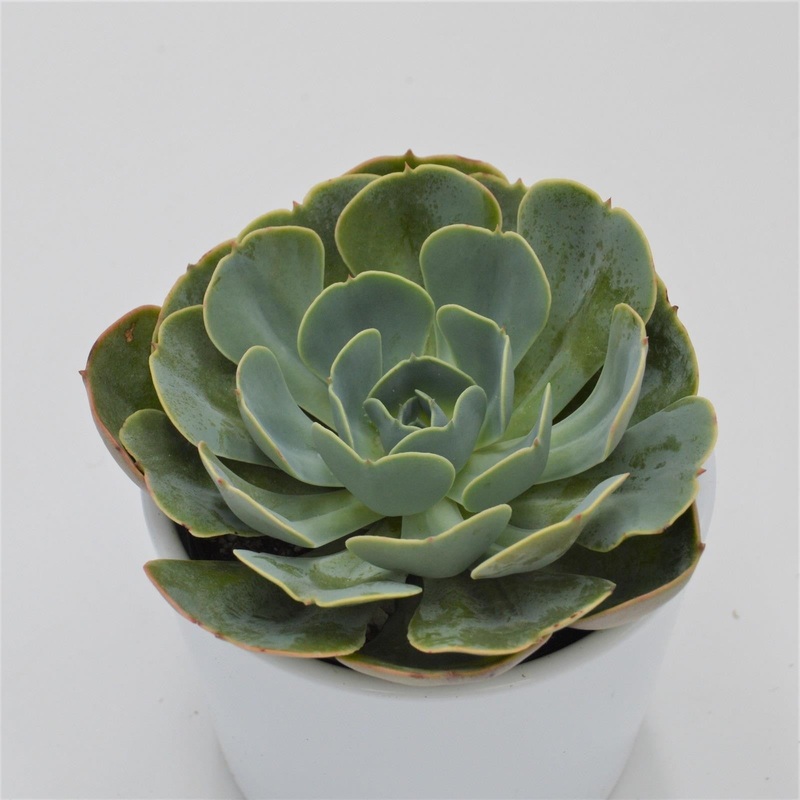Echeveria Loves Light – 9cm