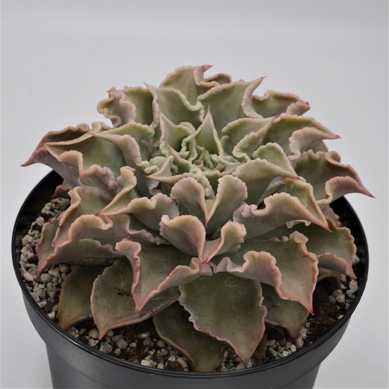 Echeveria Madiba – 18cm