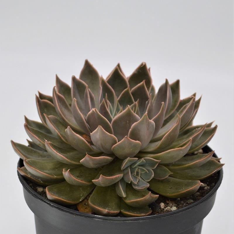 Echeveria Mensa – 15cm