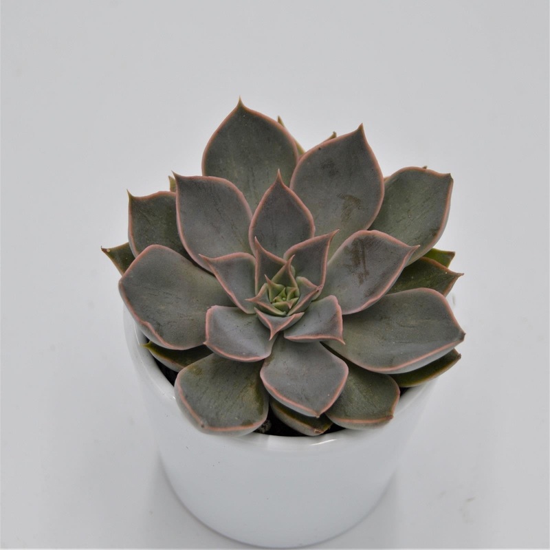 Echeveria Mensa – 6cm