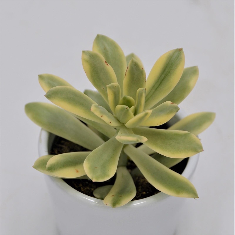 Echeveria Mini Belle f. variegata – 6cm