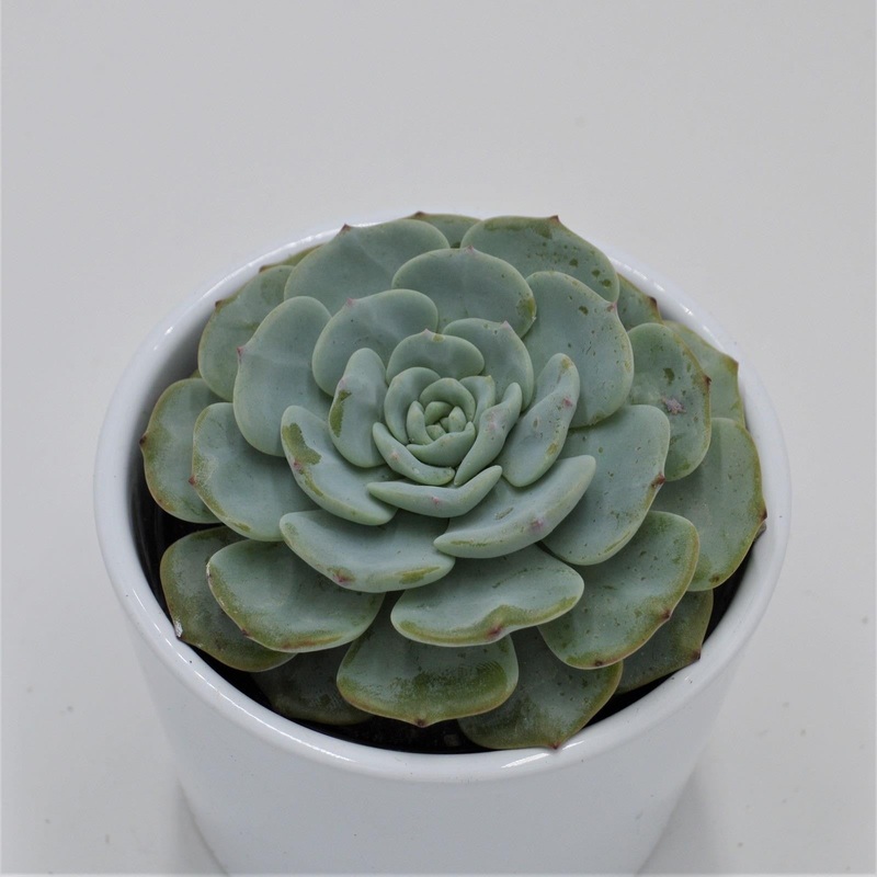 Echeveria Mont Blanc – 9cm