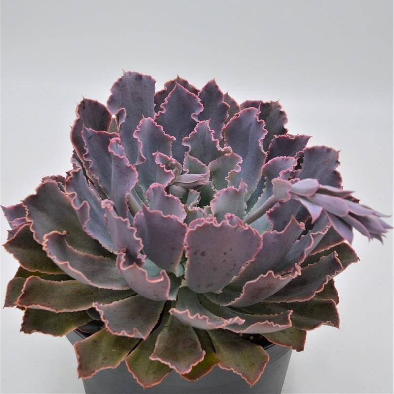Echeveria Neon Breaker – 18cm