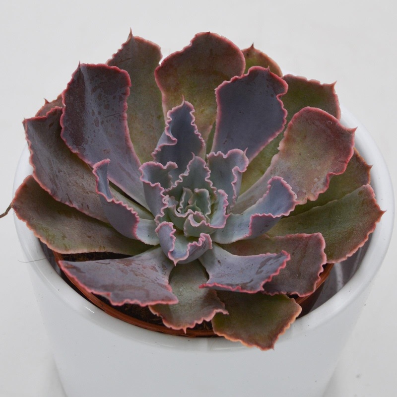 Echeveria Neon Breaker – 8.5cm