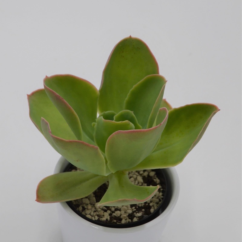 Echeveria pallida – 9cm