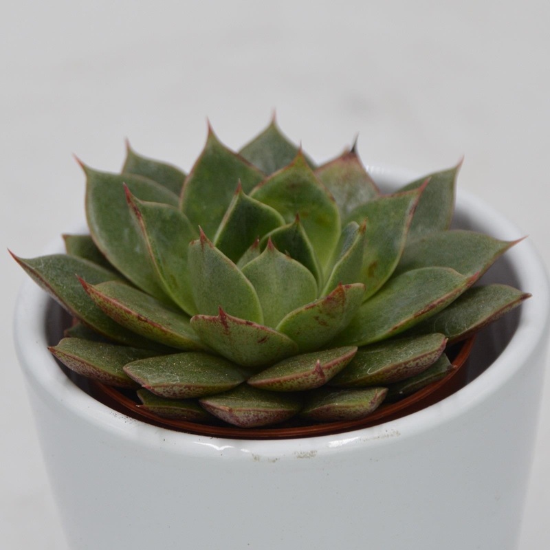Echeveria Parva – 5.5cm