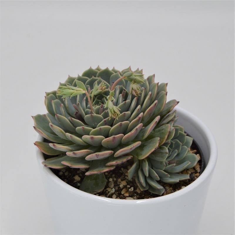Echeveria Pinwheel – 10.5cm
