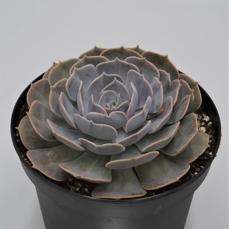 Echeveria Pollux – 18cm