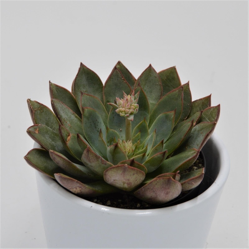 Echeveria Punita – 9cm