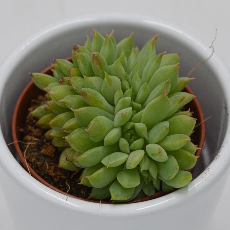 Echeveria Ramilette f. cristata – 5.5cm