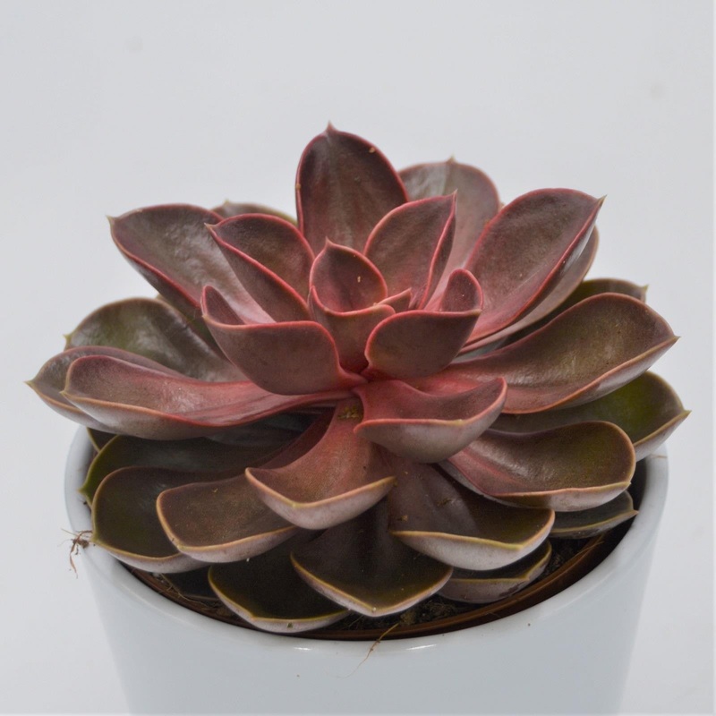 Echeveria Red Ruby – 12cm
