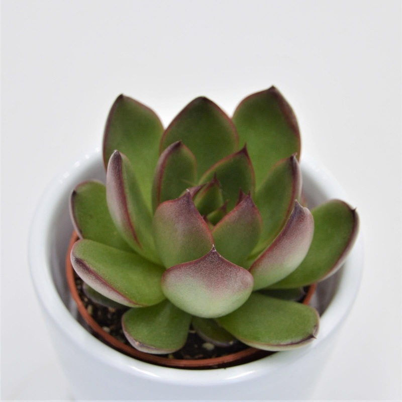 Echeveria Red Tip – 5.5cm