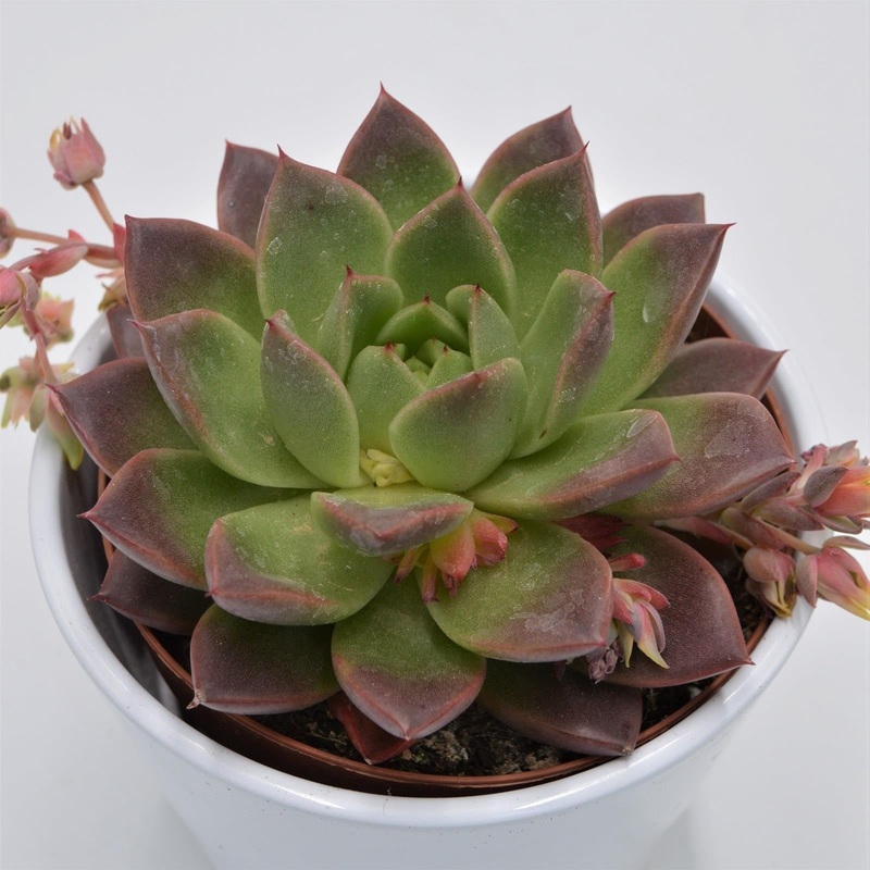 Echeveria Roja – 12cm
