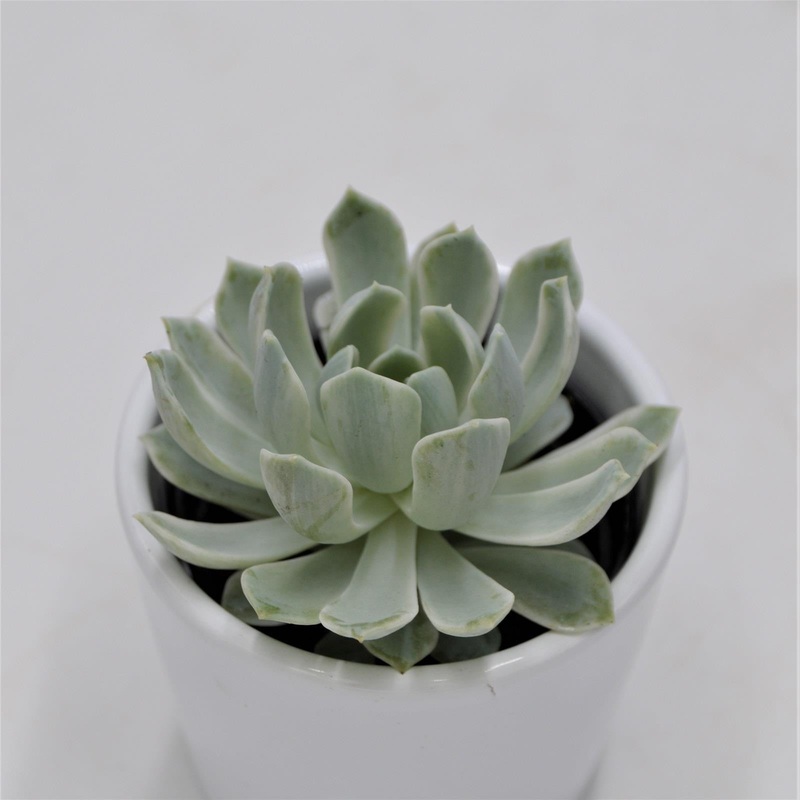 Echeveria Royal Chrysanthemum f. variegata – 6cm