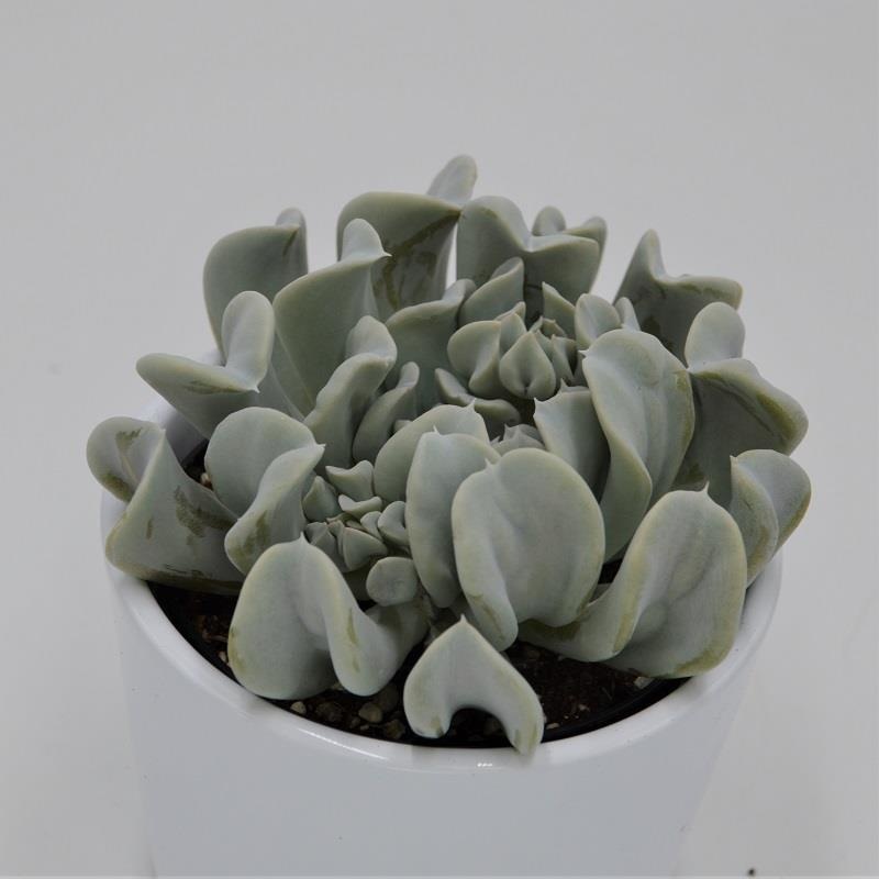 Echeveria runyonii Topsy Turvy – 9cm