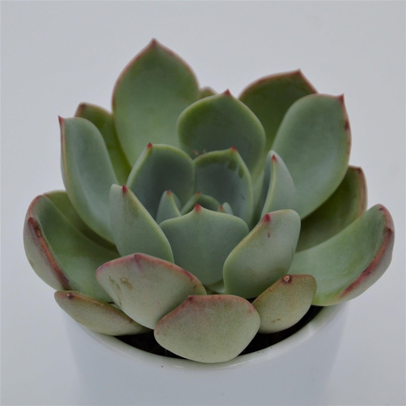Echeveria Salmon – 6cm