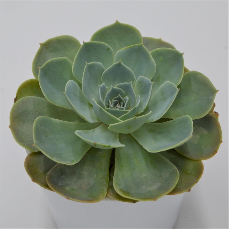 Echeveria secunda – 12cm