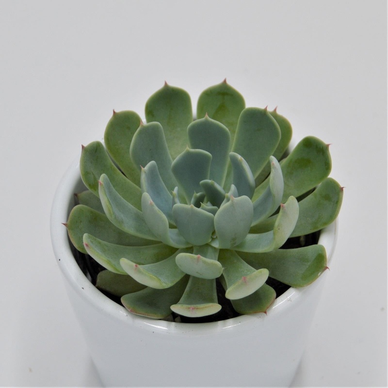 Echeveria secunda, El Chico – 6cm
