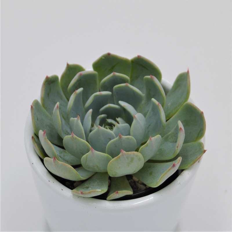 Echeveria secunda, Tarajal – 6cm