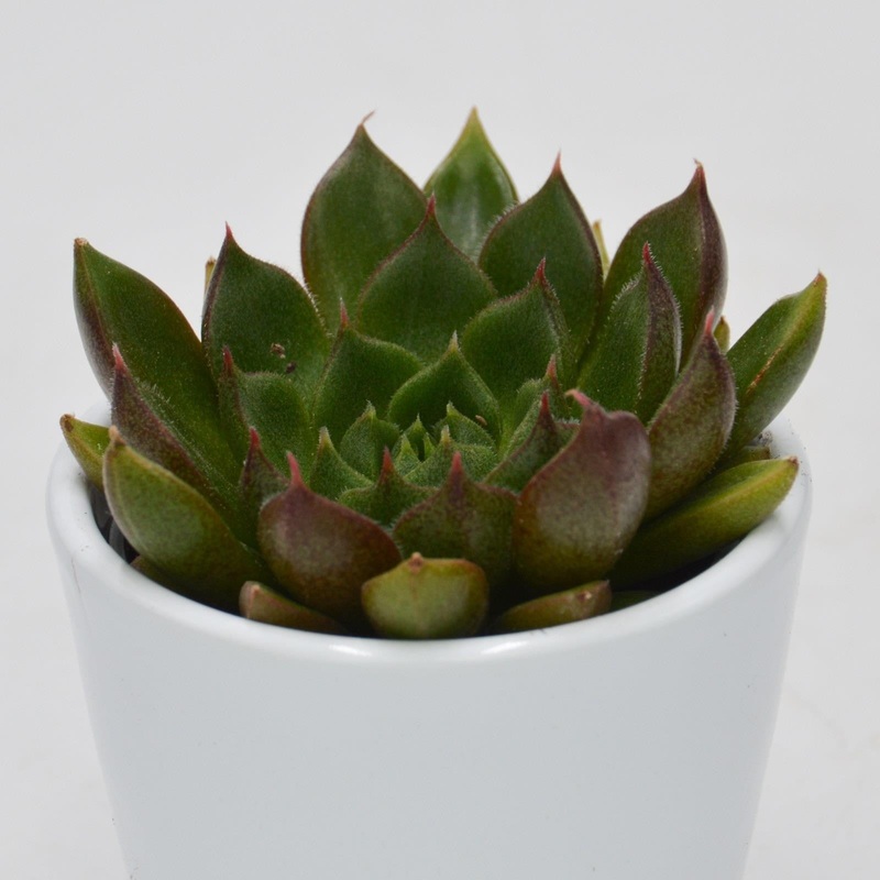 Echeveria setorum Victor – 6cm