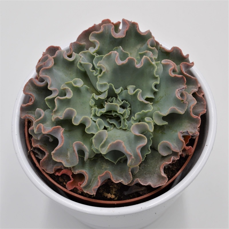 Echeveria shaviana Curly Locks – 10.5cm