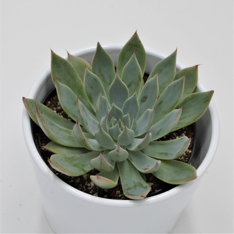 Echeveria subalpina – 10.5cm