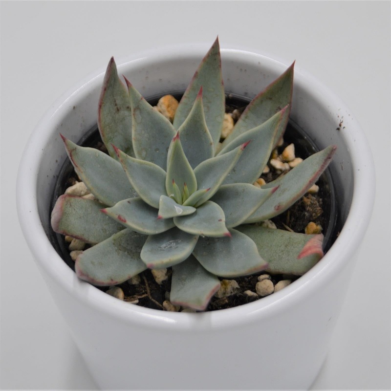 Echeveria subalpina – 6cm