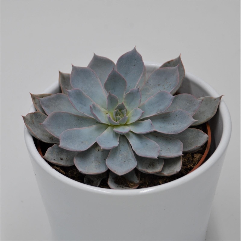 Echeveria subessilis – 10.5cm