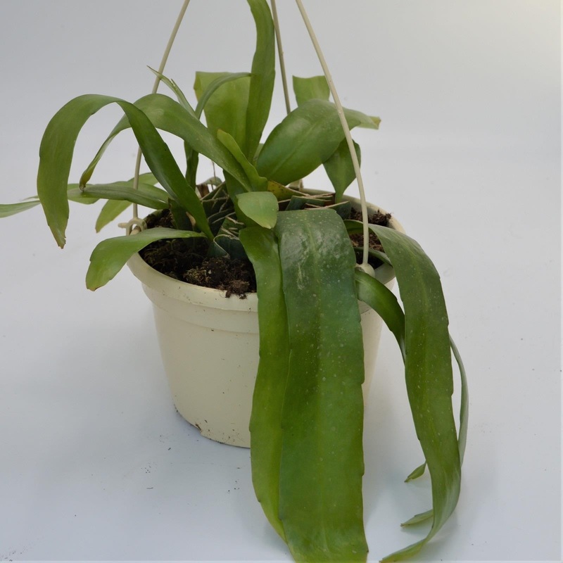 Epiphyllum pumillum – 15cm Hanging Basket