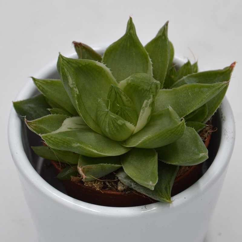 Haworthia cymbiformis f. variegata – 5.5cm
