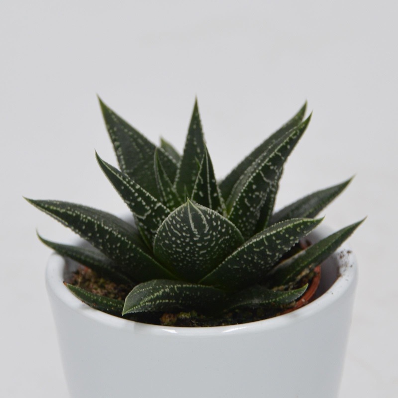 Haworthia herbacea – 6cm