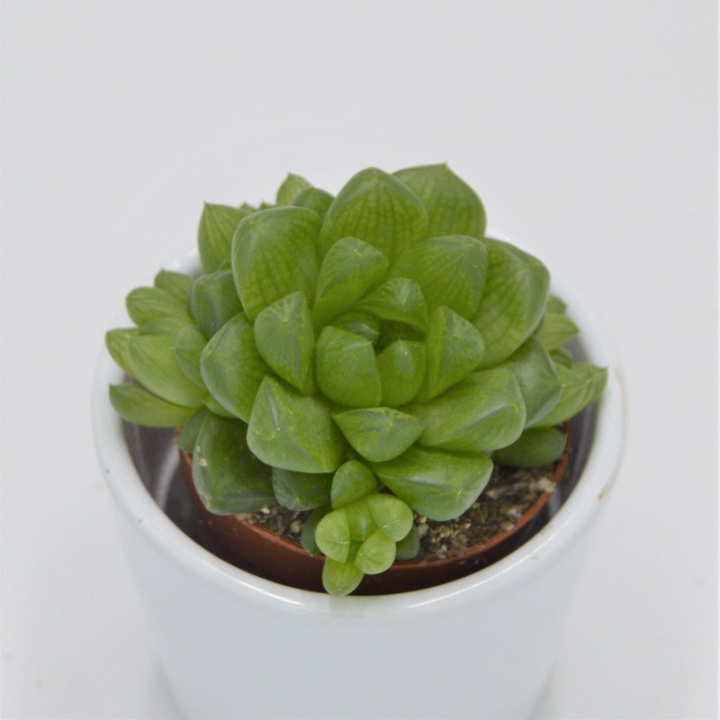 Haworthia obtusa – 5.5cm