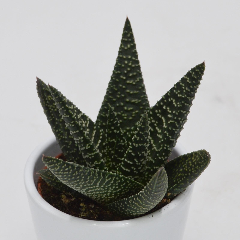 Haworthia Royal Highness – 6cm
