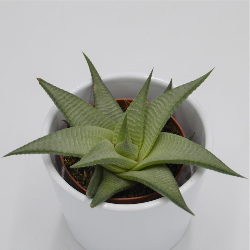 Haworthia White – 8.5cm