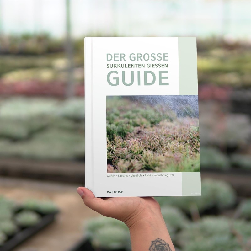 How to water succulents correctly – 60-page guide