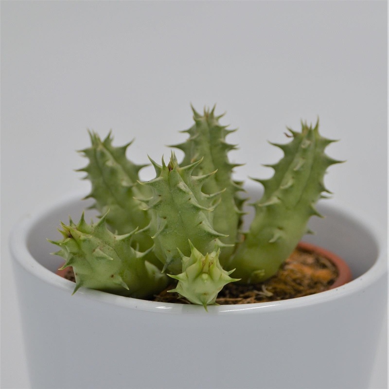 Huernia somalica – 8cm