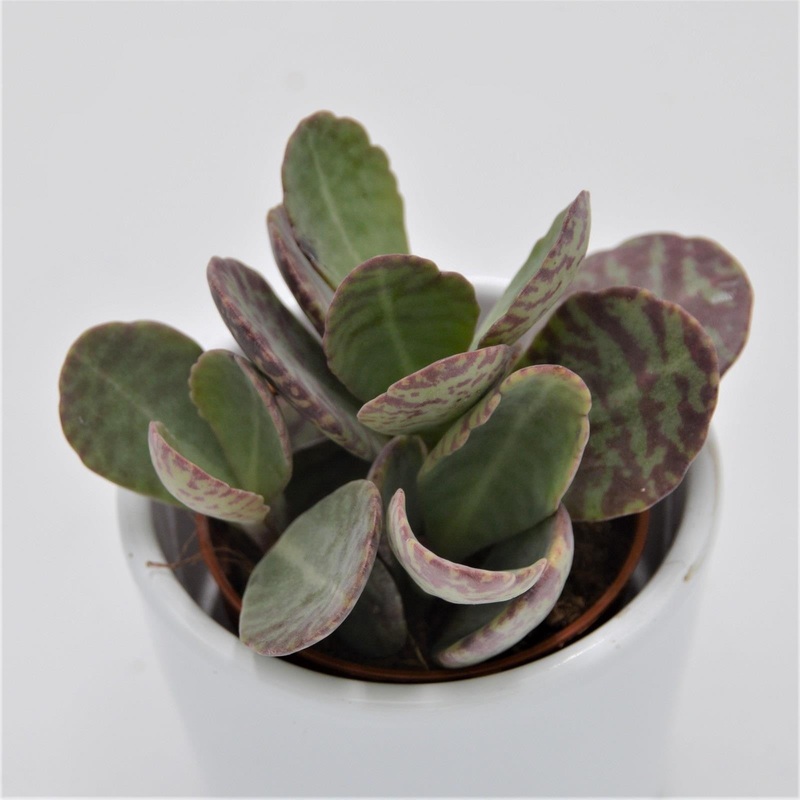 Kalanchoe humilis Desert Surprise – 5.5cm