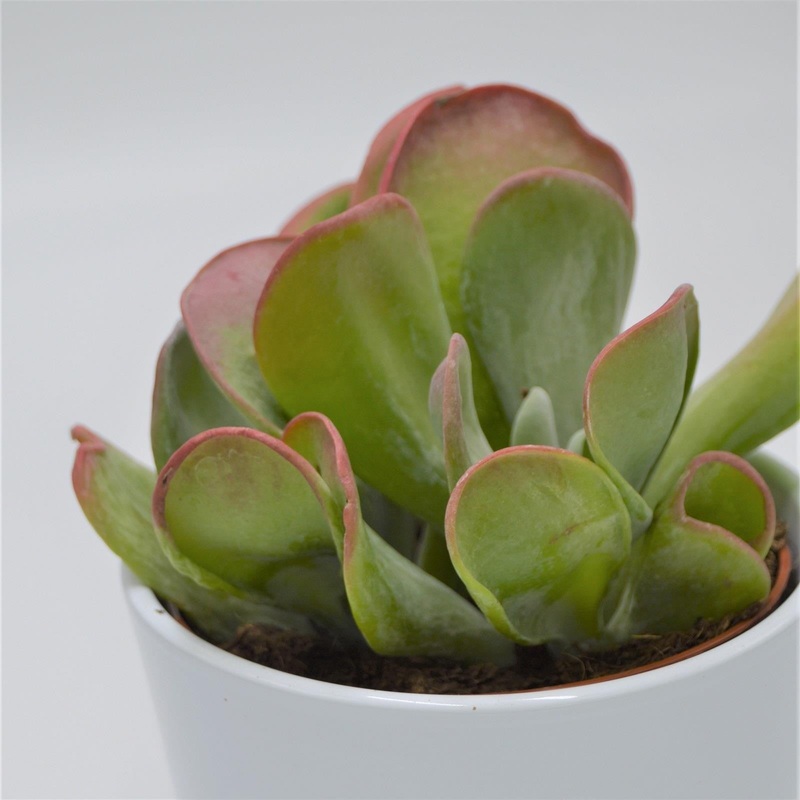 Kalanchoe Lady Finger – 12cm