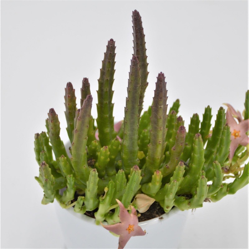 Orbea lepida – 8cm