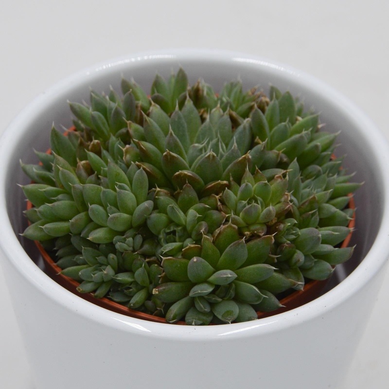 Orostachys spinosa – 8.5cm