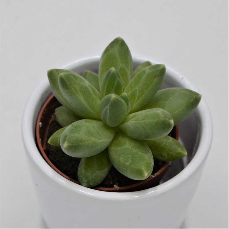 Pachyphytum compactum Little Jewel – 5.5cm