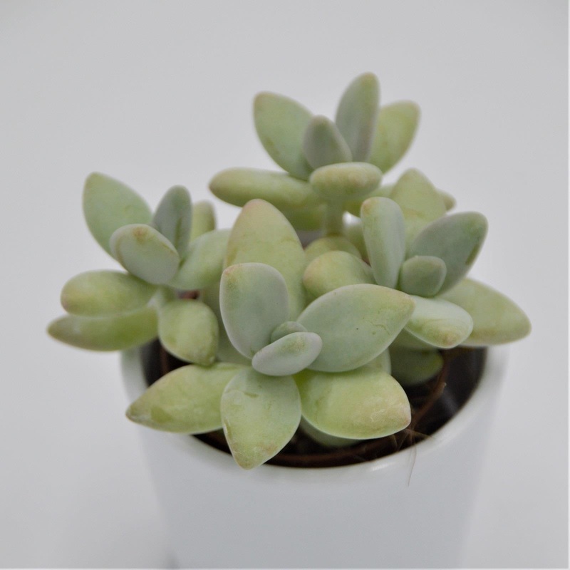 Pachyphytum Green Apple – 5.5cm