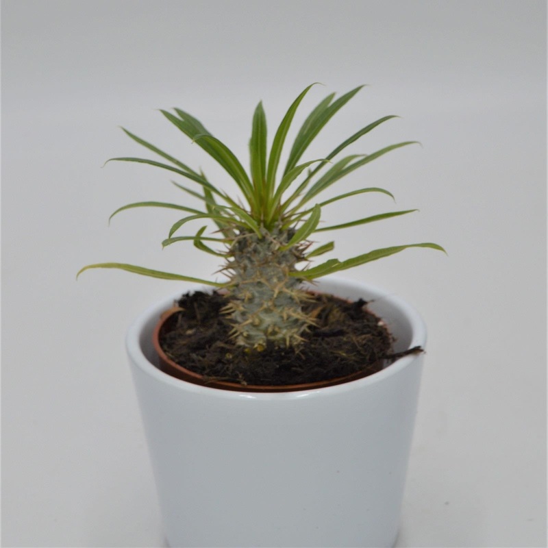 Pachypodium lamerei – 8.5cm