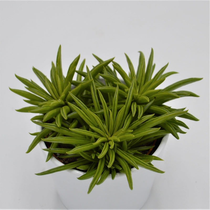 Peperomia Happy Bean – 10.5cm