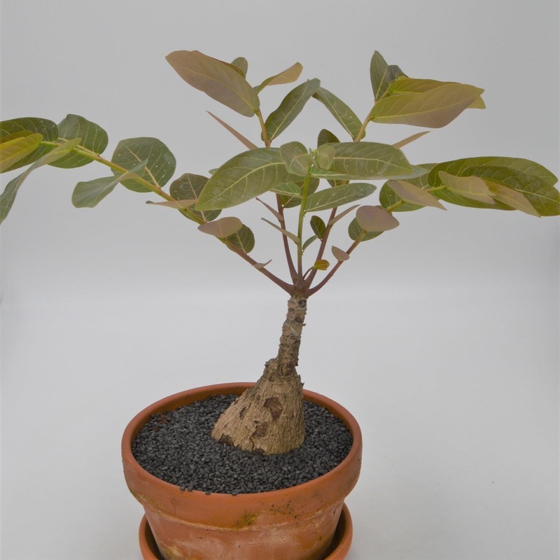 Phyllanthus Myrabillis – 17cm in a terracotta pot