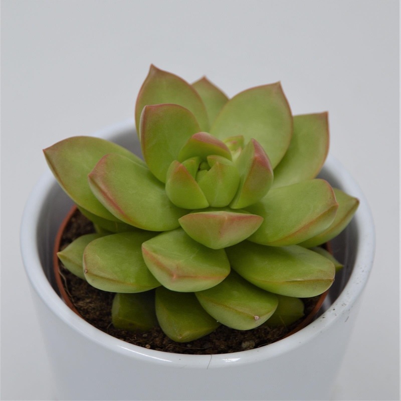 Sedum adolphii – 8.5cm