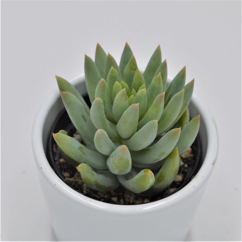 Sedum morganianum – 6cm